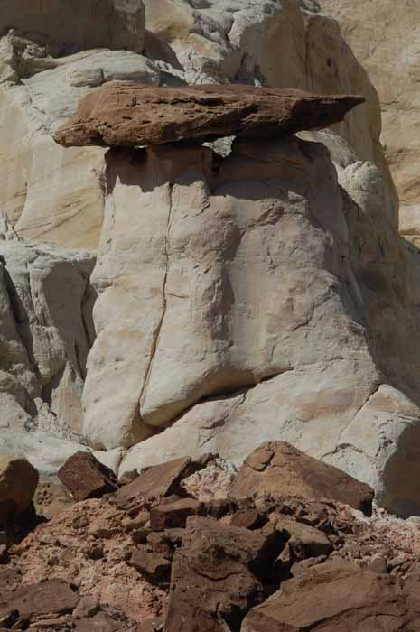 the toadstool trail